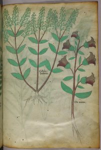 Illustration botanique, vers 1440 (encre et couleur sur vélin) - Italian School