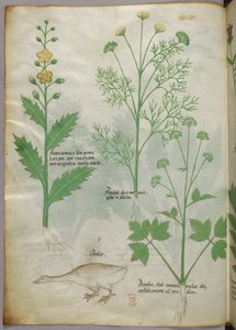 Illustration botanique, vers 1440 (encre et couleur sur vélin) - Italian School