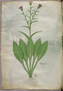 Illustration botanique, vers 1440 (encre et couleur sur vélin) - Italian School