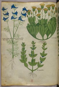 Illustration botanique, vers 1440 (encre et couleur sur vélin)