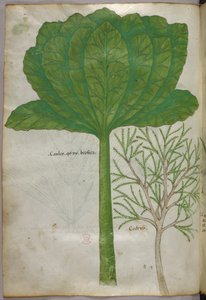 Illustration botanique, vers 1440 (encre et couleur sur vélin) - Italian School