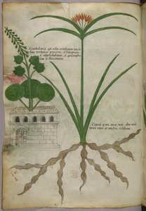 Illustration botanique, vers 1440 (encre et couleur sur vélin) - Italian School