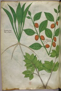 Illustration botanique, vers 1440 (encre et couleur sur vélin) - Italian School