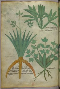 Illustration botanique, vers 1440 (encre et couleur sur vélin) - Italian School