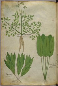 Illustration botanique, vers 1440 (encre et couleur sur vélin) - Italian School