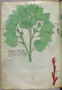 Illustration botanique, vers 1440 (encre et couleur sur vélin) - Italian School
