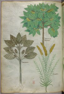 Illustration botanique, vers 1440 (encre et couleur sur vélin) - Italian School