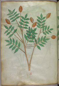Illustration botanique, vers 1440 (encre et couleur sur vélin) - Italian School