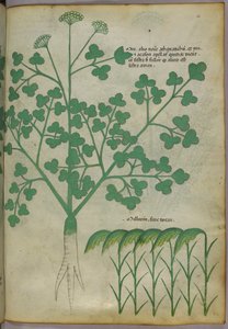 Illustration botanique, vers 1440 (encre et couleur sur vélin) - Italian School