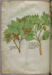 Illustration botanique, vers 1440 (encre et couleur sur vélin) - Italian School