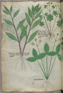 Illustration botanique, vers 1440 (encre et couleur sur vélin)