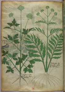 Illustration botanique, vers 1440 (encre et couleur sur vélin)