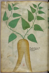 Illustration botanique, vers 1440 (encre et couleur sur vélin) - Italian School