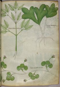 Illustration botanique, vers 1440 (encre et couleur sur vélin) - Italian School