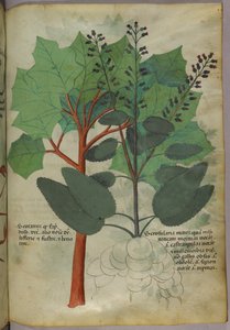 Illustration botanique, vers 1440 (encre et couleur sur vélin) - Italian School