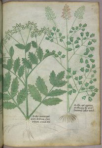 Illustration botanique, vers 1440 (encre et couleur sur vélin)