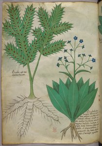 Illustration botanique, vers 1440 (encre et couleur sur vélin)