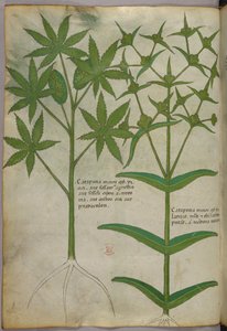 Illustration botanique, vers 1440 (encre et couleur sur vélin)
