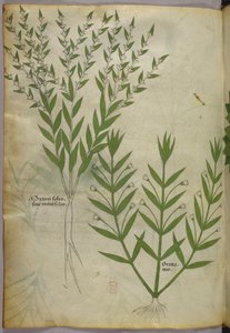 Illustration botanique, vers 1440 (encre et couleur sur vélin)
