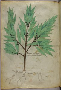 Illustration botanique, vers 1440 (encre et couleur sur vélin) - Italian School