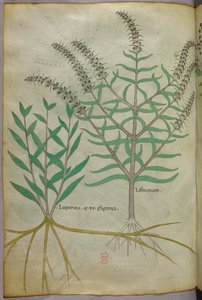 Illustration botanique, vers 1440 (encre et couleur sur vélin) - Italian School