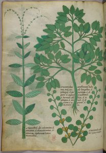 Illustration botanique, vers 1440 (encre et couleur sur vélin) - Italian School