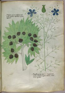 Illustration botanique, vers 1440 (encre et couleur sur vélin) - Italian School