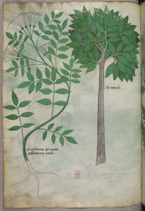 Illustration botanique, vers 1440 (encre et couleur sur vélin) - Italian School