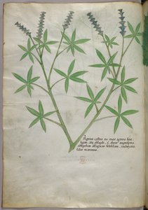 Illustration botanique, vers 1440 (encre et couleur sur vélin)