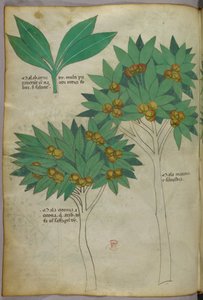 Illustration botanique, vers 1440 (encre et couleur sur vélin) - Italian School