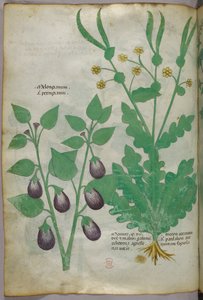 Illustration botanique, vers 1440 (encre et couleur sur vélin)