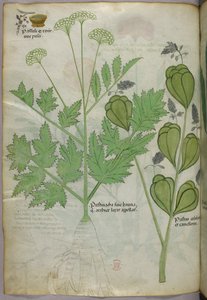 Illustration botanique, vers 1440 (encre et couleur sur vélin)