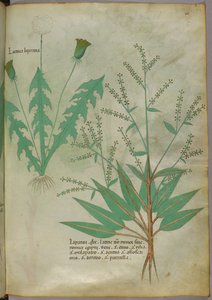 Illustration botanique, vers 1440 (encre et couleur sur vélin) - Italian School