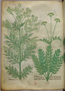 Illustration botanique, vers 1440 (encre et couleur sur vélin) - Italian School