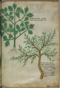 Illustration botanique, vers 1440 (encre et couleur sur vélin) - Italian School
