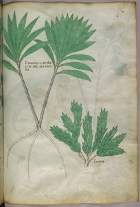 Illustration botanique, vers 1440 (encre et couleur sur vélin) - Italian School