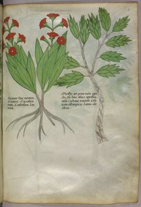 Illustration botanique, vers 1440 (encre et couleur sur vélin) - Italian School