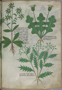 Illustration botanique, vers 1440 (encre et couleur sur vélin) - Italian School