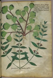 Illustration botanique, vers 1440 (encre et couleur sur vélin) - Italian School