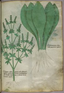 Illustration botanique, vers 1440 (encre et couleur sur vélin) - Italian School