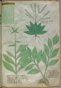Illustration botanique, vers 1440 (encre et couleur sur vélin)