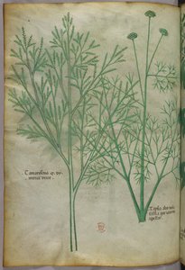 Illustration botanique, vers 1440 (encre et couleur sur vélin) - Italian School