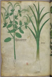 Illustration botanique, vers 1440 (encre et couleur sur vélin) - Italian School