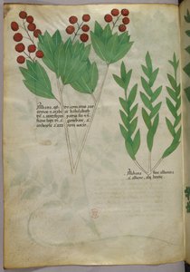 Illustration botanique, vers 1440 (encre et couleur sur vélin) - Italian School