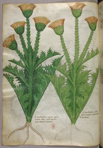 Illustration botanique, vers 1440 (encre et couleur sur vélin) - Italian School