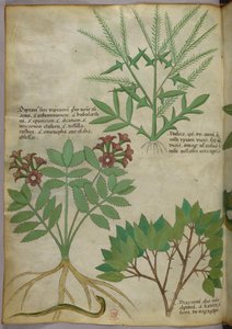 Illustration botanique, vers 1440 (encre et couleur sur vélin) - Italian School