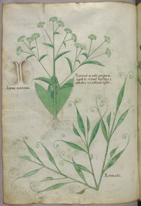 Illustration botanique, vers 1440 (encre et couleur sur vélin) - Italian School