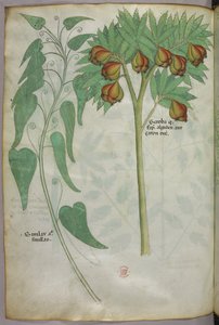 Illustration botanique, vers 1440 (encre et couleur sur vélin) - Italian School