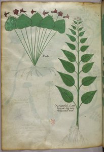 Illustration botanique, vers 1440 (encre et couleur sur vélin) - Italian School