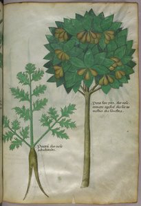 Illustration botanique, vers 1440 (encre et couleur sur vélin) - Italian School
